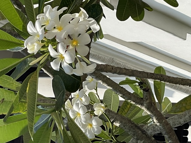 Weisse Frangipani-Blüten mit grünen Blättern